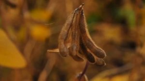 Протеин сои сорта Аляска -  50% на СВ! #соя