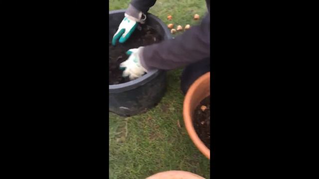 Planting Summer Bulbs смотреть онлайн