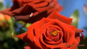 Роза чайно-гибридная Лавли ред ? обзор: как сажать, саженцы розы Лавли ред