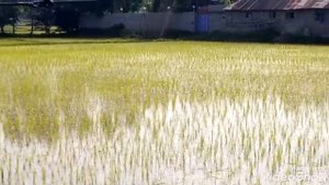 ВЫ ВИДЕЛИ КАК РАСТЁТ РИС? ЭТО ИНТЕРЕСНО! ?????#рис#какрастетрис #выращиваниерисавиране