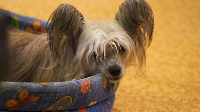Poale Ell Kennel