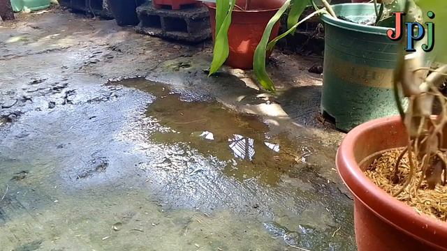 HOW TO PROPAGATE SYNGONIUM STRAWBERRY ICE how plants arrowhead syngonium jingplantjourney