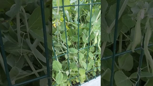 Два отличных сорта гороха в моем огороде. смотреть онлайн