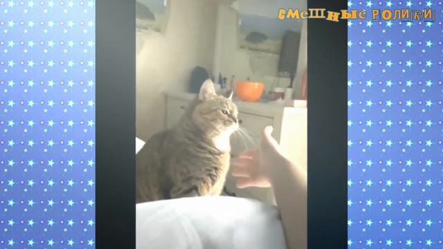 Смешные ролики животного мира