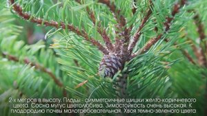 Энциклопедия - Сосна мугус