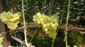 Саженцы винограда для ОСЕННЕЙ посадки. Отличие от весенних. Виноградник на 6 августа в г.Солигорске