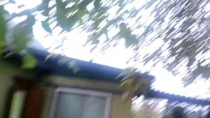 Бизнес на грецкий орехах. Сколько даёт одно взрослое дерево (наблюдение трёх лет)