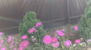 Роза ? Чип энд Дейл и Блэк меджик в сентябре