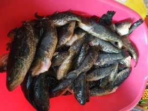 Первый лёд 2023-2024. Ротан в Челябинской области,