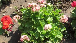 КАК КУПИТЬ ГЕРАНЬ \ПЕЛАРГОНИЮ НА ВЫСТАВКЕ. НУЖНО ЗНАТЬ!