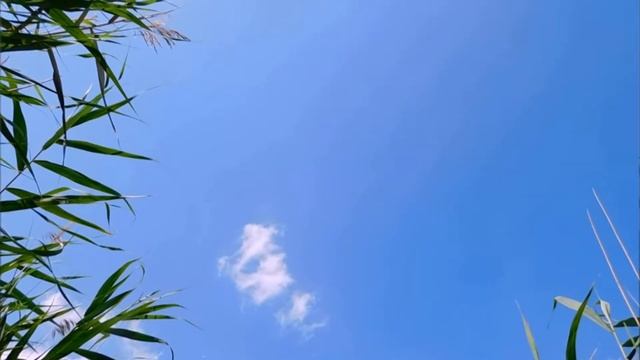 Полёт стрекозы смотреть онлайн