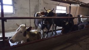 ФЕРМАчи. Ферма крупного рогатого скота