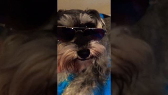 Dog with the shades