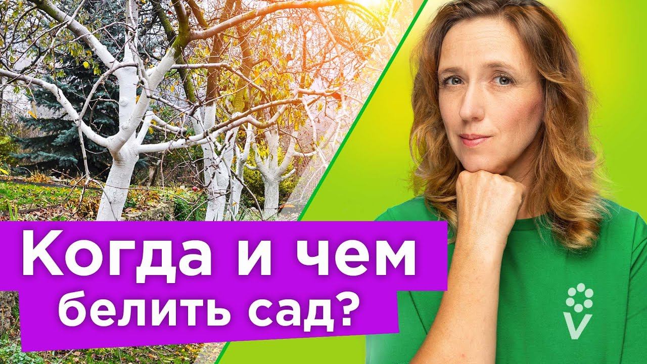 ТАКАЯ ПОБЕЛКА ЗАЩИТИТ ДЕРЕВЬЯ ОТ РАКА И НЕ СМОЕТСЯ ЗА ЗИМУ ДОЖДЯМИ! Когда и как правильно белить сад