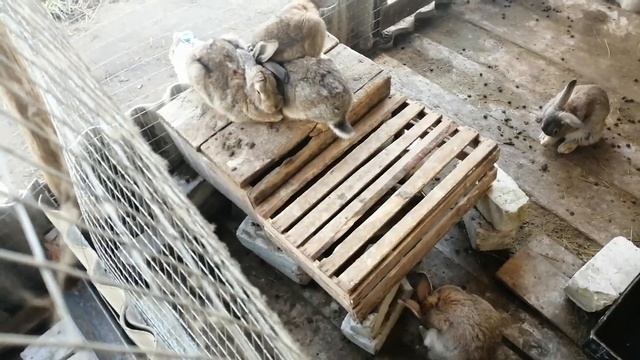 Вольер для кроликов. Размеры и материалы. смотреть онлайн