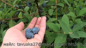 БОРЕАЛ БЬЮТИ жимолость позднего срока созревания