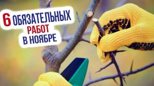 Основные садовые работы в ноябре. Что сделать в саду и огороде в ноябре?
