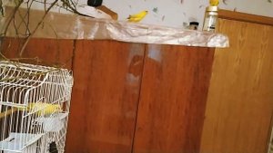 Вылет попугаев какариков из клетки