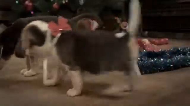 Новогодние щенки🐕🐶