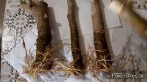 Укорененные черенки БРУГМАНСИИ?