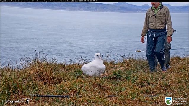 Live Royal Albatross. N. Zealand. Weighing  - Королевский альбатрос. Н.Зеландия. Взвешивание