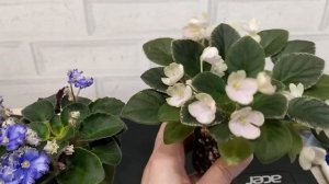 цветение фиалок н-подснежник, зоряное сяйво