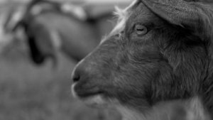 Олег Мухачев - Черные точки (поэзия)