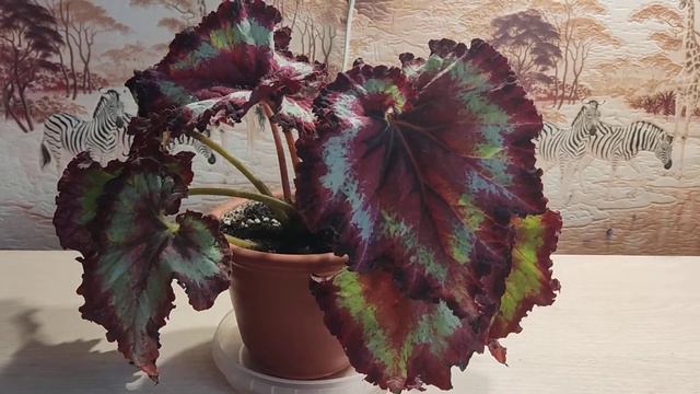 Бегония Rasberry Breeze ( Малиновый бриз) Обзор. смотреть онлайн