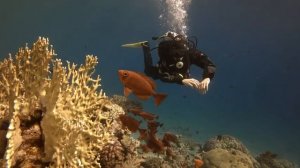 Дайвинг в сухом костюме Ursuit lady softdura в Дахабе