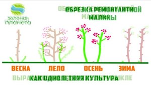Обрезка ремонтантной малины / Выращивание малины как однолетней культуры и как двухлетней