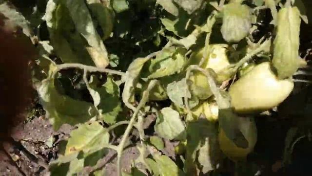 Томат Корнабель F1 из своих семян смотреть онлайн