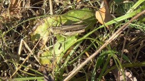 Крестовик четырёхпятнистый и аргиопа Брюнниха