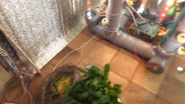 Выращиваем шпинат дома на аэропонных установках Аэро Флора Всегда свежая зелень смотреть онлайн