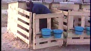 Технология получения здоровых телят