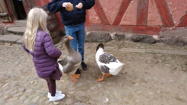 Гуси в Старом Городе, Орхус, Дания