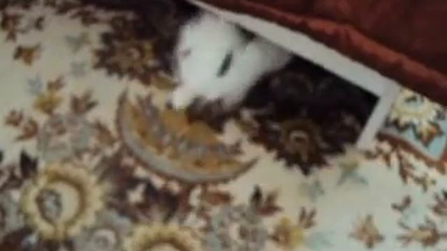 Чика злая смотреть онлайн