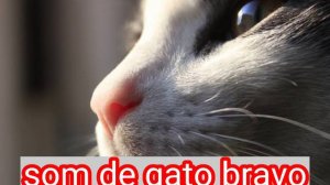 Som de gato bravo,briga de gato,gato bravo miando,miado de gato filhote