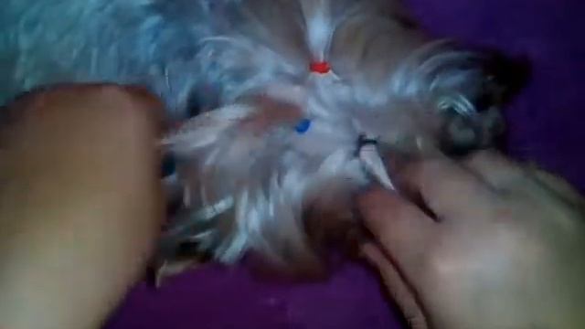 Красивая прическа для собаки смотреть онлайн