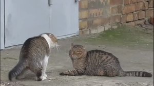 Приемы джиу-джитсу в драке котов. Бросок через спину