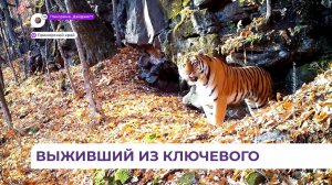 «Истекающий кровью бродил по тайге»: встреча с тигром в Приморье не оставляла шансов