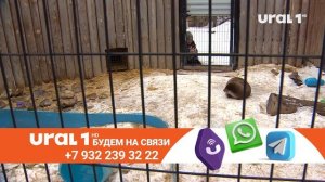 На телеканале "Урал 1" появился необычный специальный корреспондент