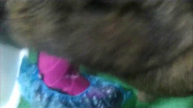 Случайно попали в ТЦ Парус... и покормили животных...контактный зоопарк смотреть онлайн