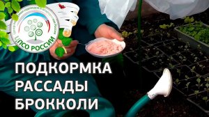 Подкормка рассады брокколи. Выращиваем капусту брокколи.