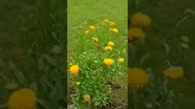 Coreopsis (Tickseed) Solana Golden Sphere смотреть онлайн