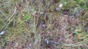 Сапоги, собака, тайга #10