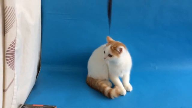 DAL RIATA OBELIX смотреть онлайн