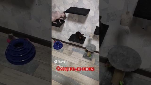 Кот разрушитель😂#котята #ориентальныйкот #catshorts