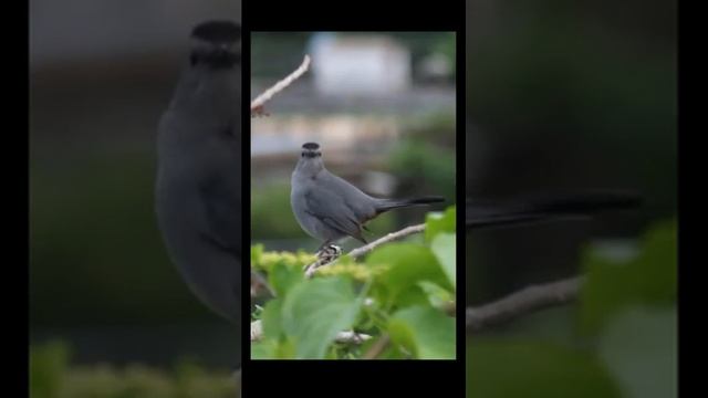 Звуки кваканья лягушек утром на природе
