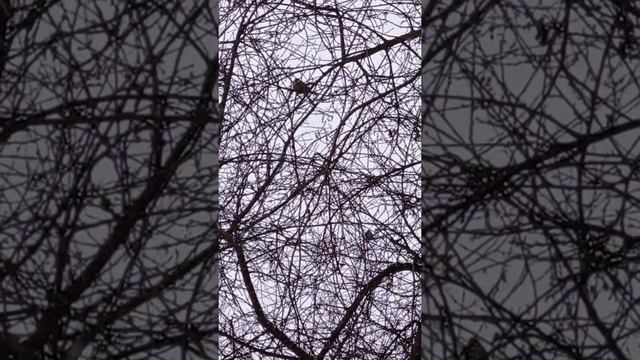 ?Воробьи зимой?#Shorts? смотреть онлайн