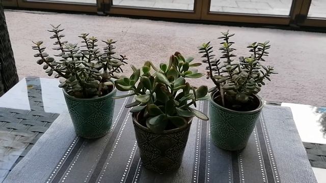 Красула, Толстянка, Денежное дерево! Уход и содержание!
